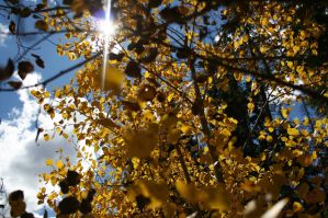 Santa Fe 2012 Sun + Aspens by JBurnham
