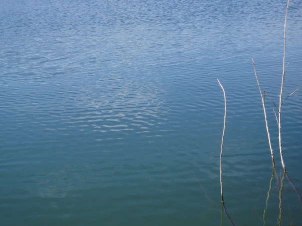 reflections of lonely reeds in water