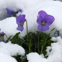 flowers_snow